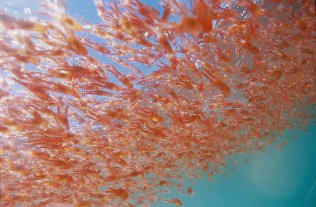 Óleo de peixe ou óleo de krill: qual é o melhor para você?