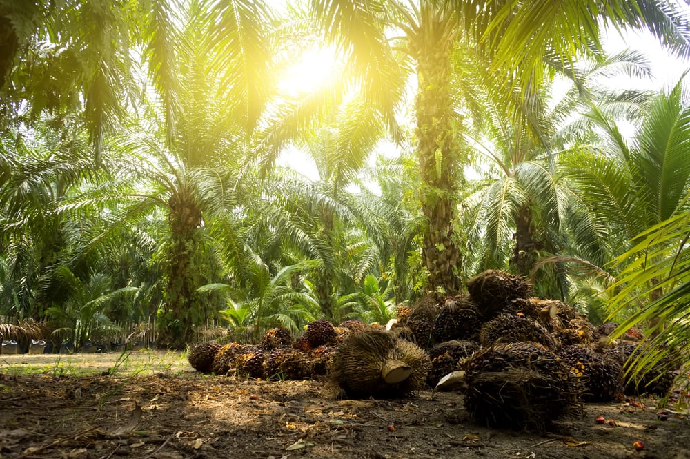 How palm oil became the world's most hated, most used fat source