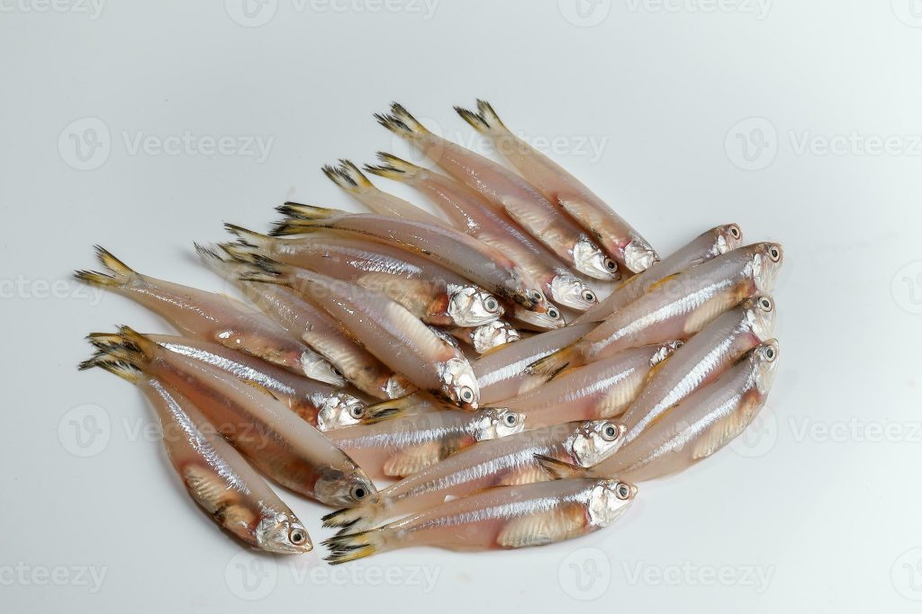 Bilis de pescado: nunca comas esta parte del pescado