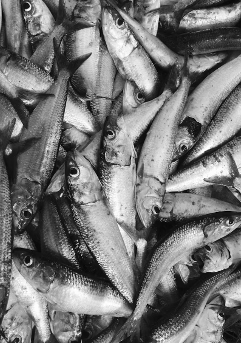 Rainha do custo-benefício, a sardinha pode entregar melhores benefícios que peixes caros